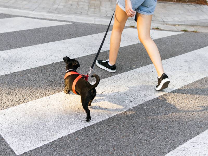 Hund geht mit Frau Gassi