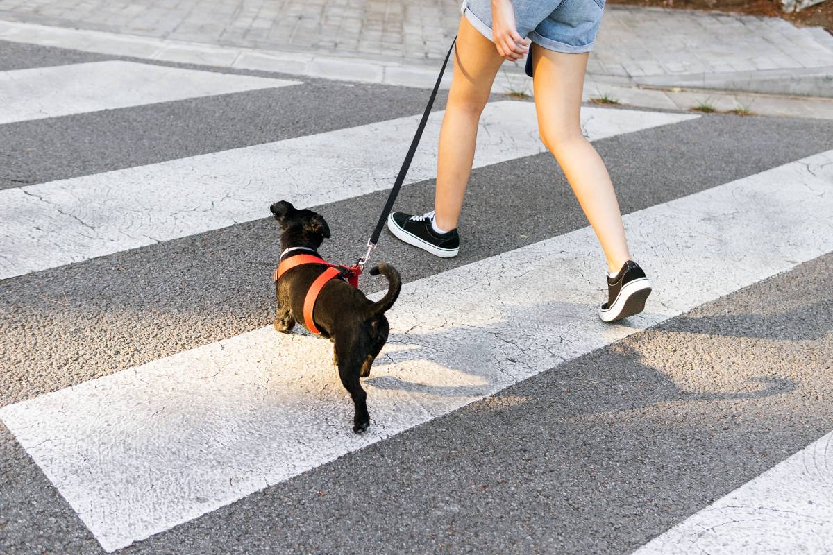 Hund geht mit Frau Gassi