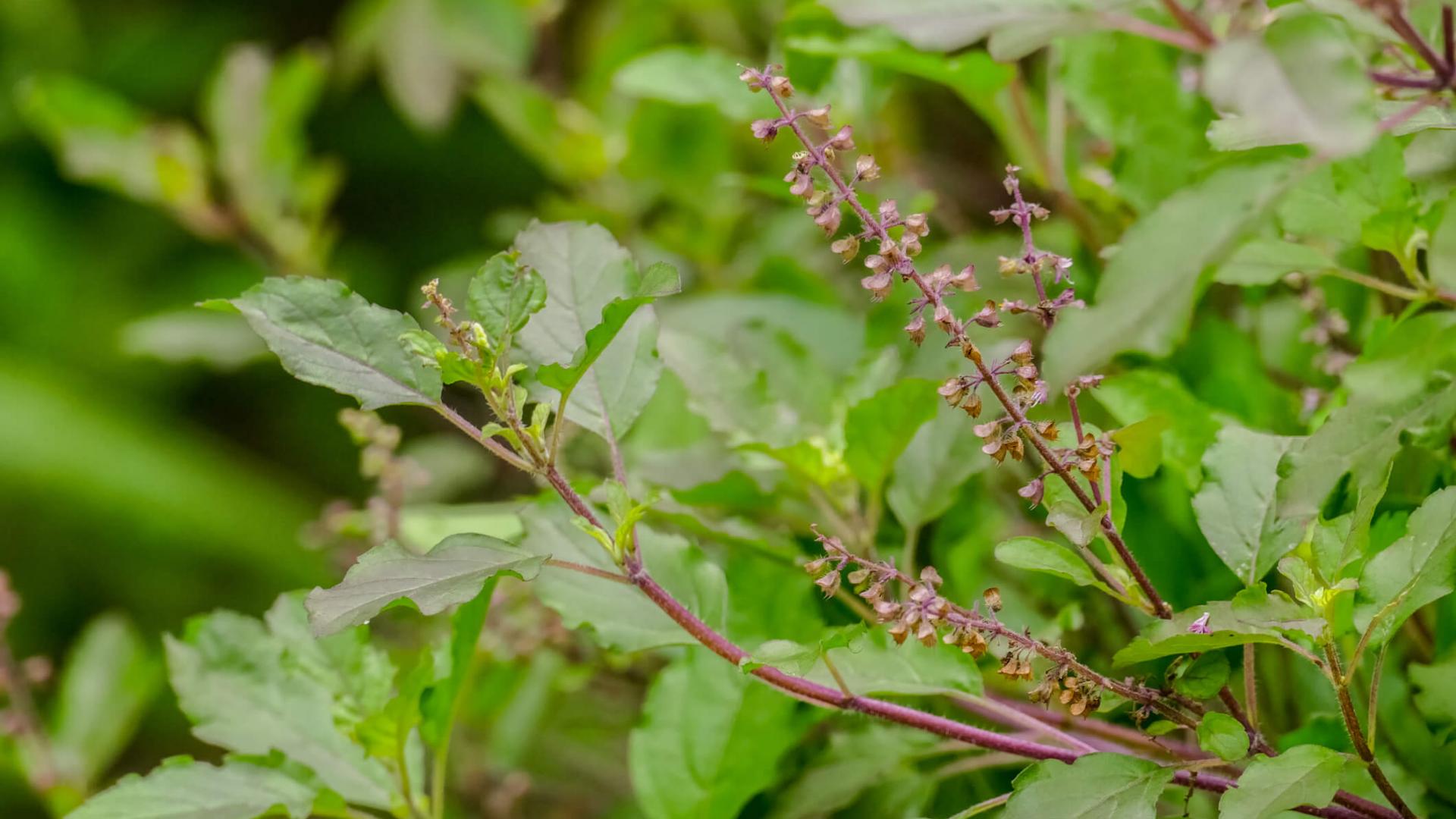 Pflanze, Holy Basil