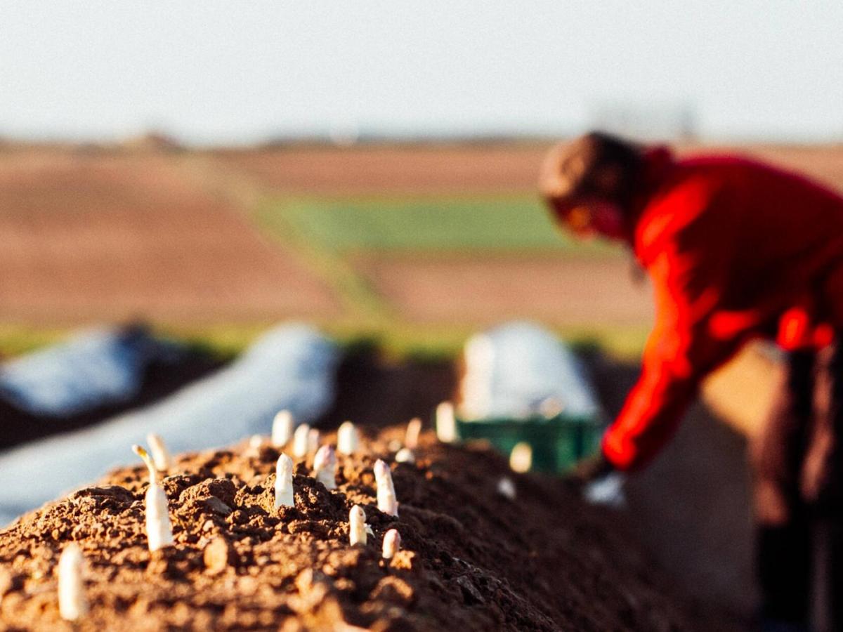 Spargel stechen auf dem Feld