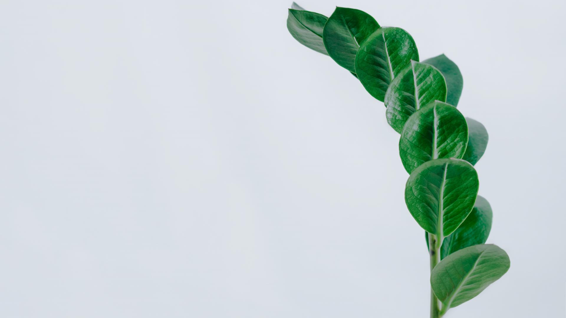 Zamioculcas Glücksfeder