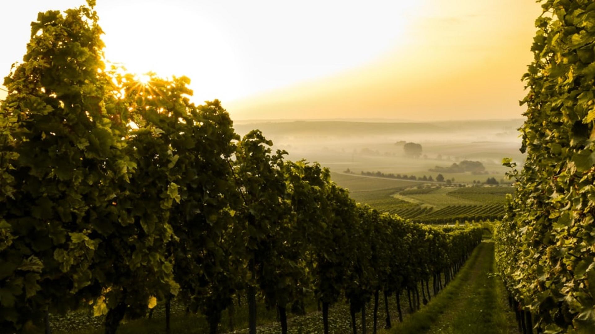 Weinwanderwege Weingut Hessen