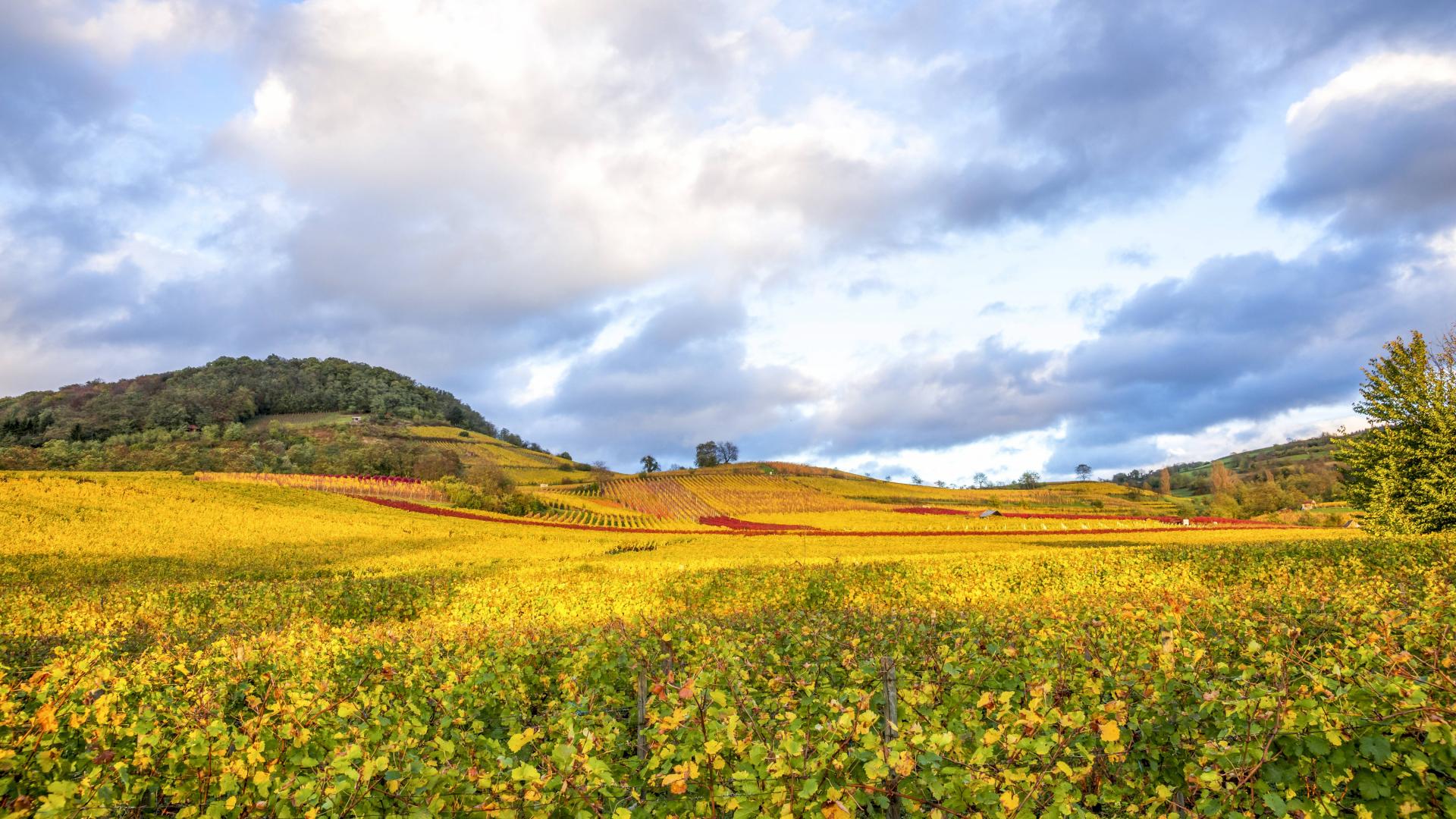 Weinwanderweg bensheim