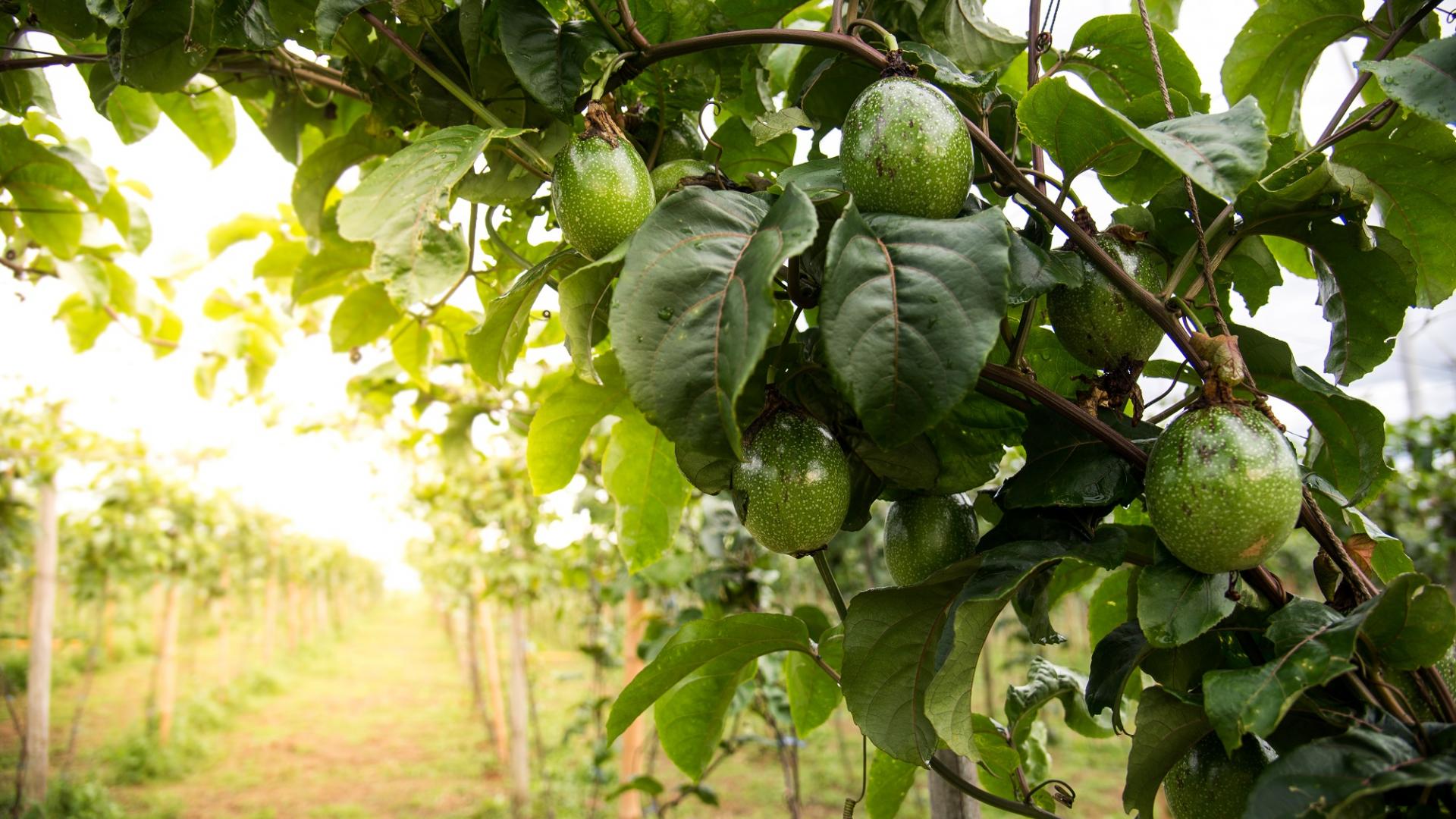 Anbau Avocados Pflanzen