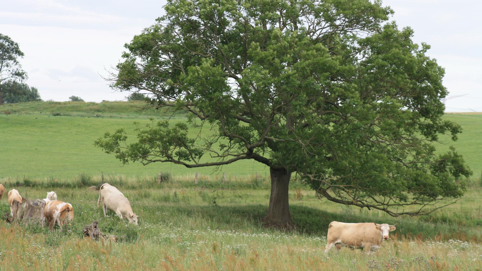 Kühe Rinder Weide Wiese Baum Landwirtschaft