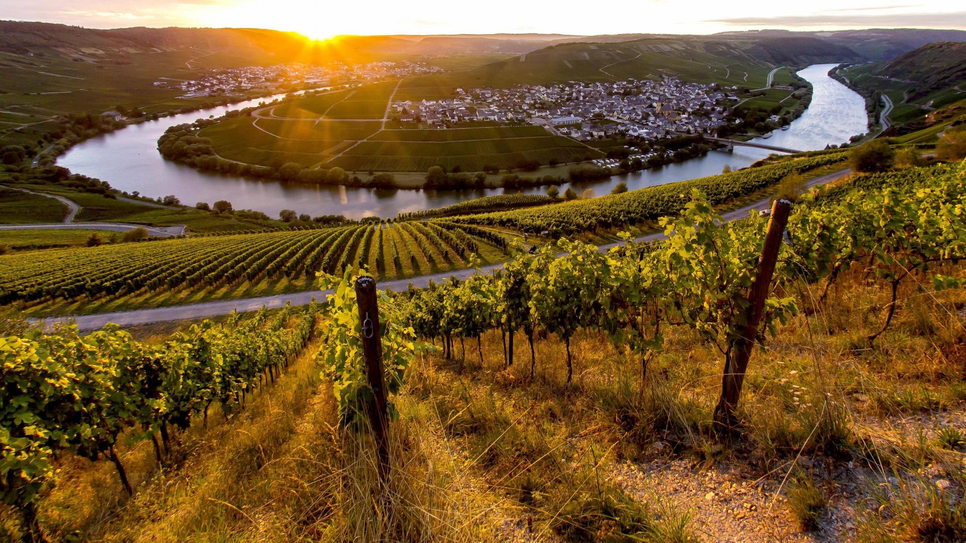 Moselregion herbst wein weinreben