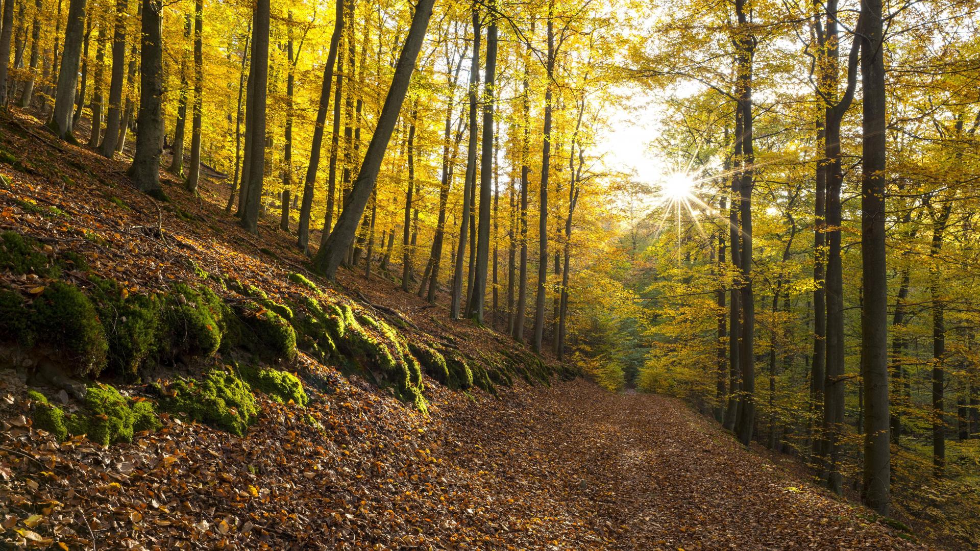 Nationalpark Kellerwald Edersee Hessen herbst