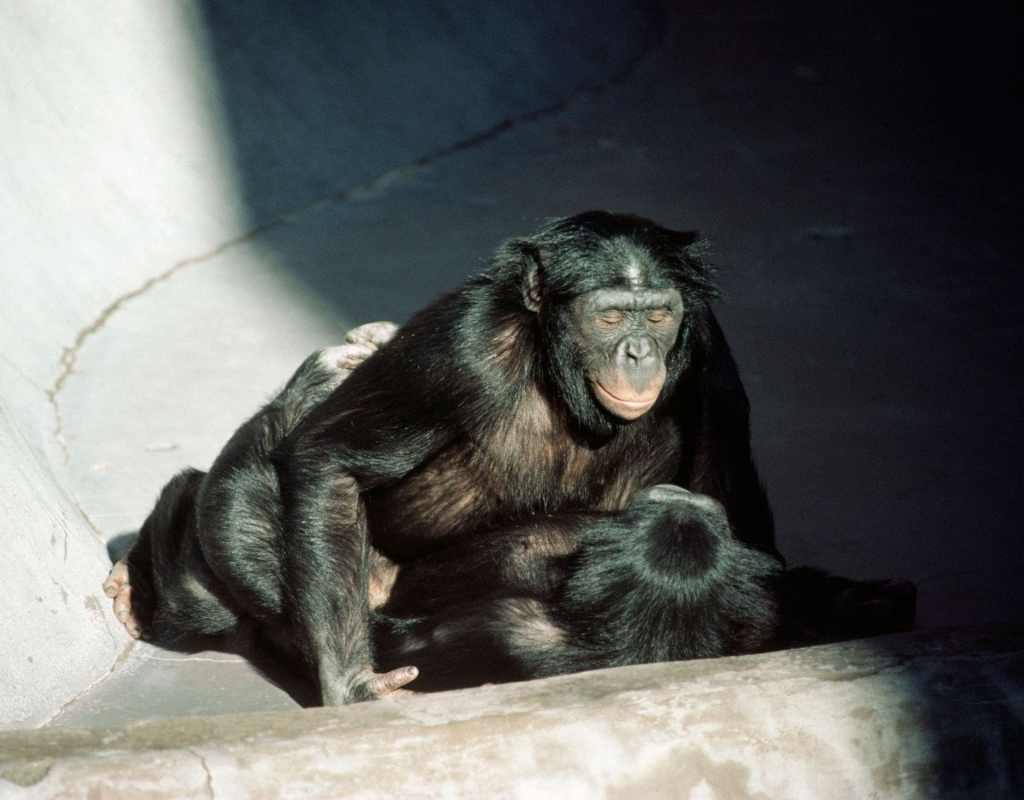 7. Bonobos-Affen