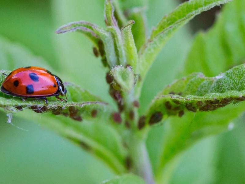 Natürlicher Feind: Marienkäfer haben Blattläuse zum Fressen gern.. © cherryyblossom/Shutterstock.com