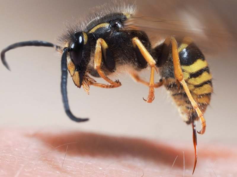 Im Gegensatz zu Bienen ziehen Wespen ihren Stachel nach dem Stich wieder heraus.. © Shutterstock.com/Irina Kozorog