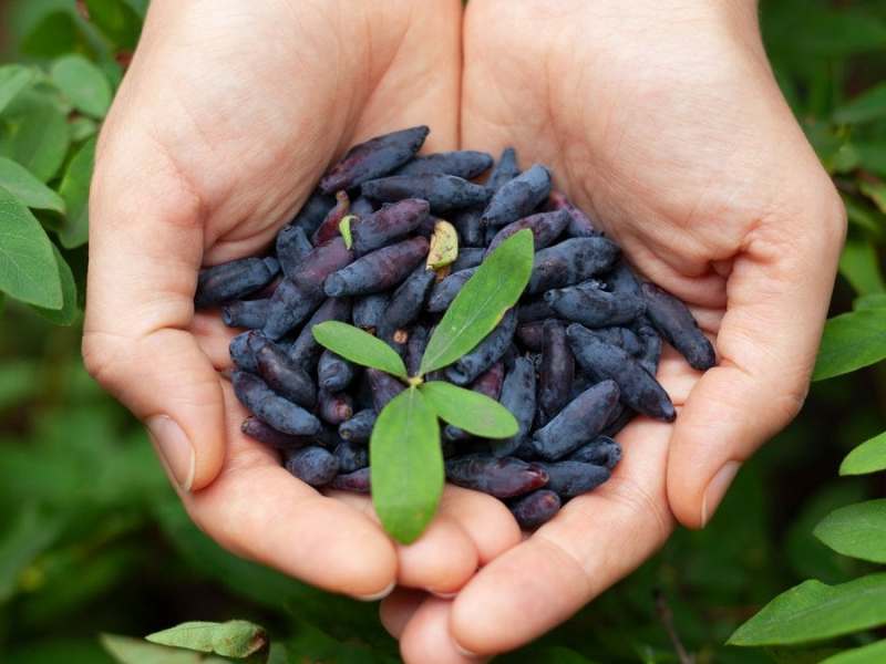 Äußerlich ähnelt die Haskap-Beere der Blaubeere.. © StepanPopov/Shutterstock.com