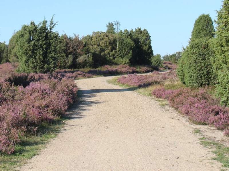 Von August bis September erstrahlt die Lüneburger Heide in einem satten Lila.. © Sandra Lorenzen-Mueller/Shutterstock.com