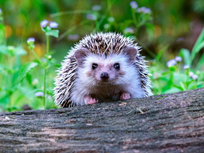 Igel lieben naturbelassene Gärten.. © supakrit tirayasupasin/Shutterstock.com