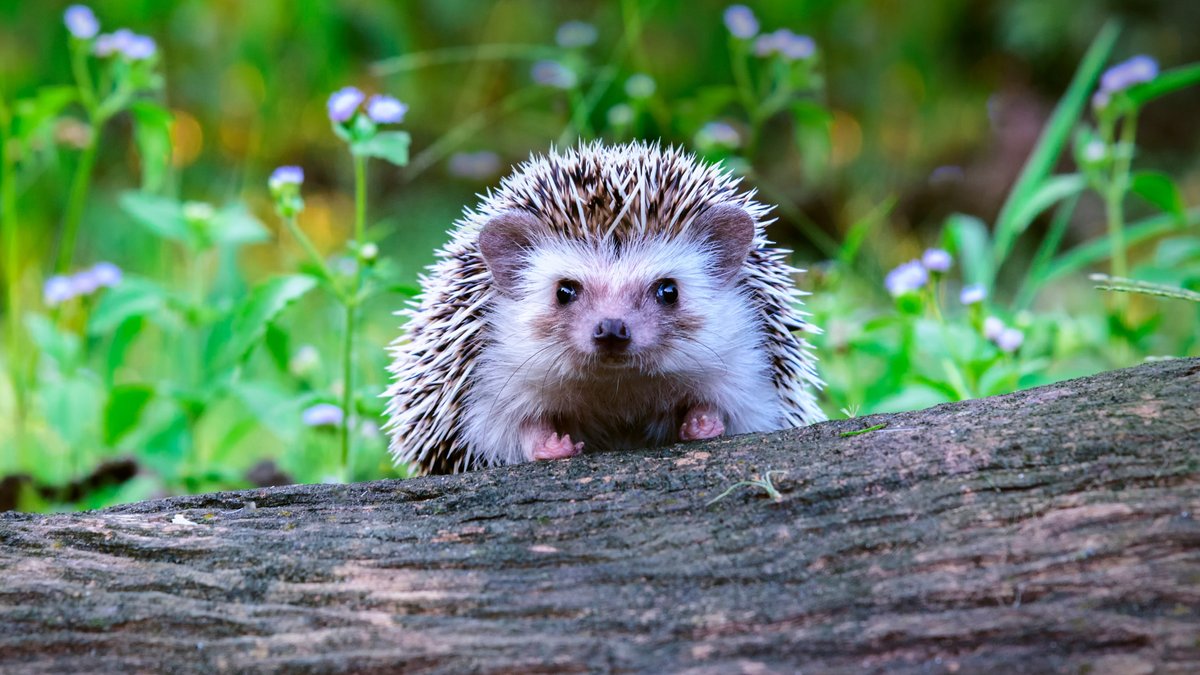 Igel lieben naturbelassene Gärten.. © supakrit tirayasupasin/Shutterstock.com