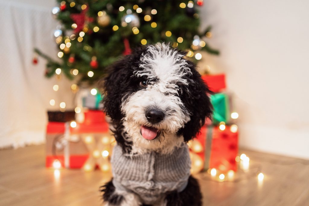 Weihnachten Hund