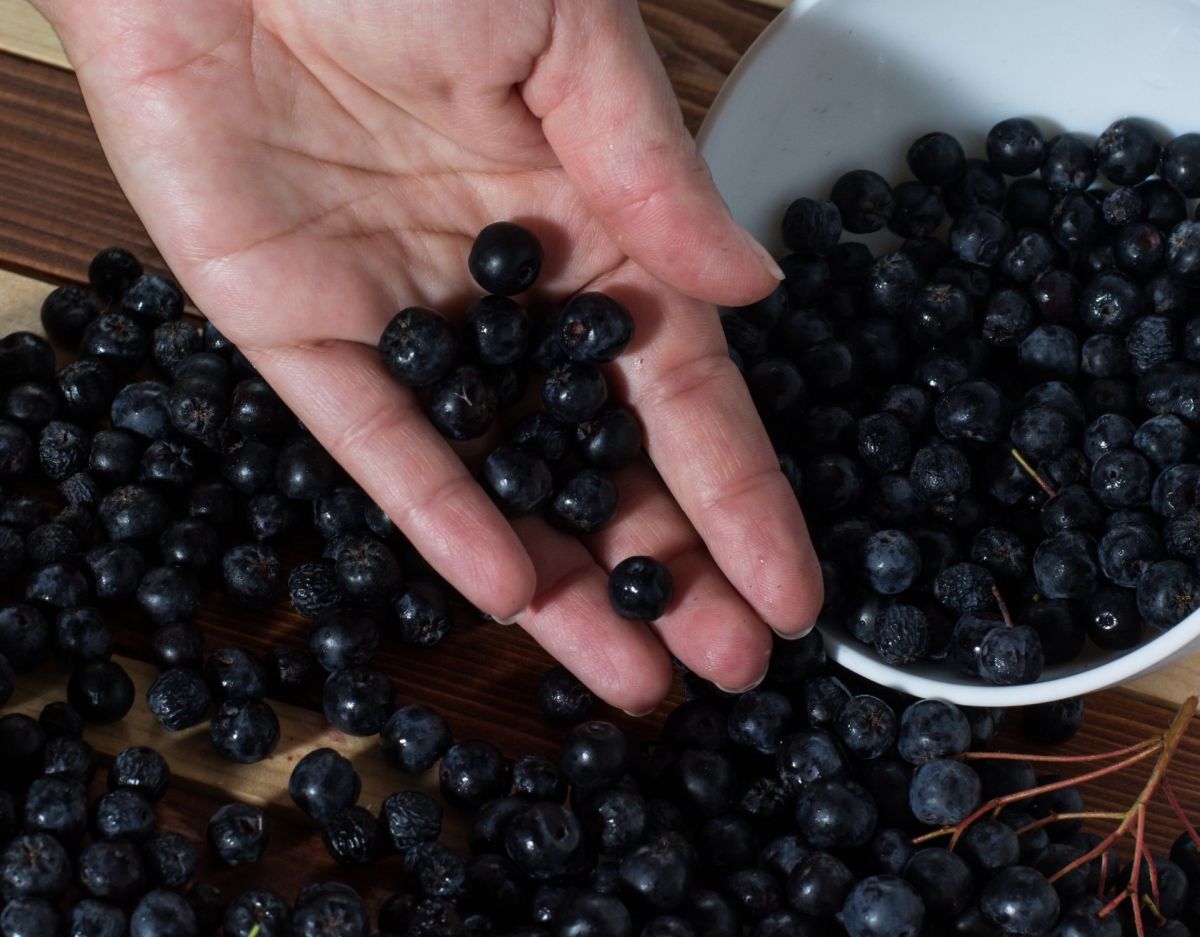 Hand, die Beeren zeigt