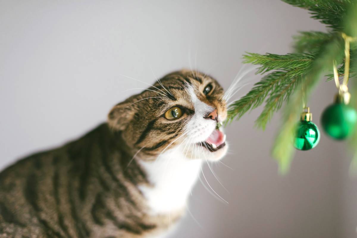 katze weihnachtsbaum