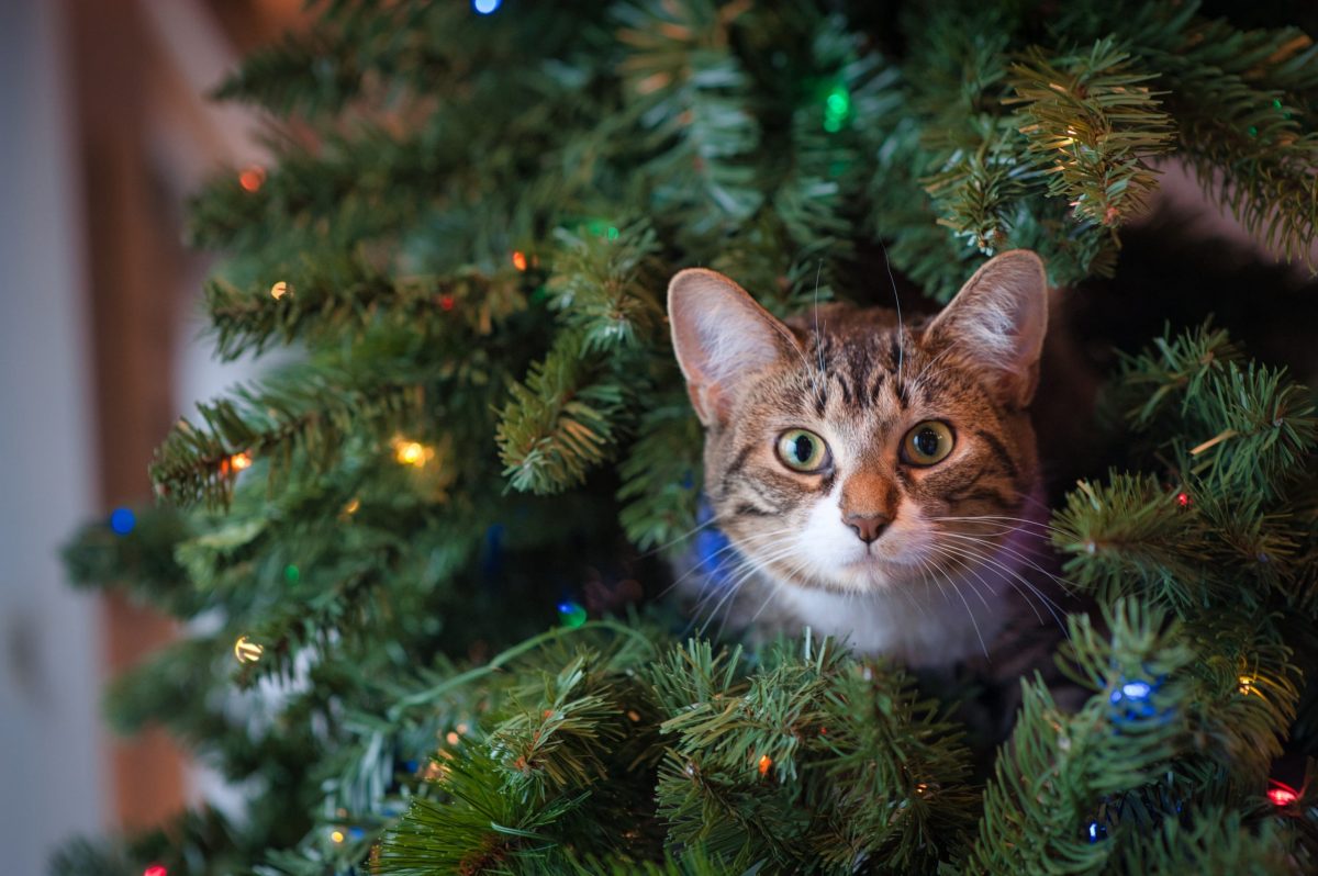 katze weihnachten