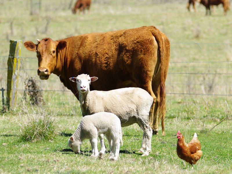 Vogelgrippe Mensch Kühe Huhn