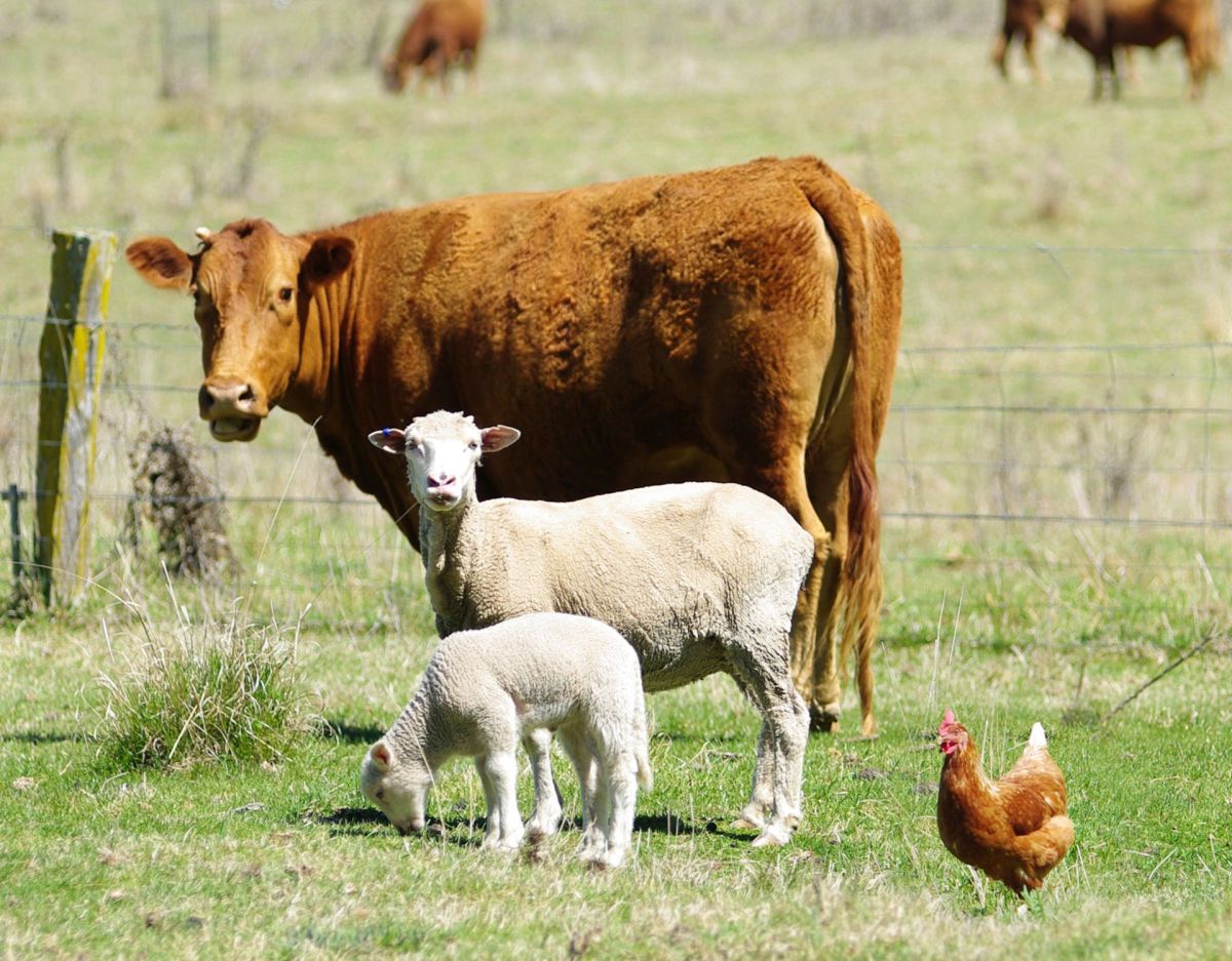 Vogelgrippe Mensch Kühe Huhn