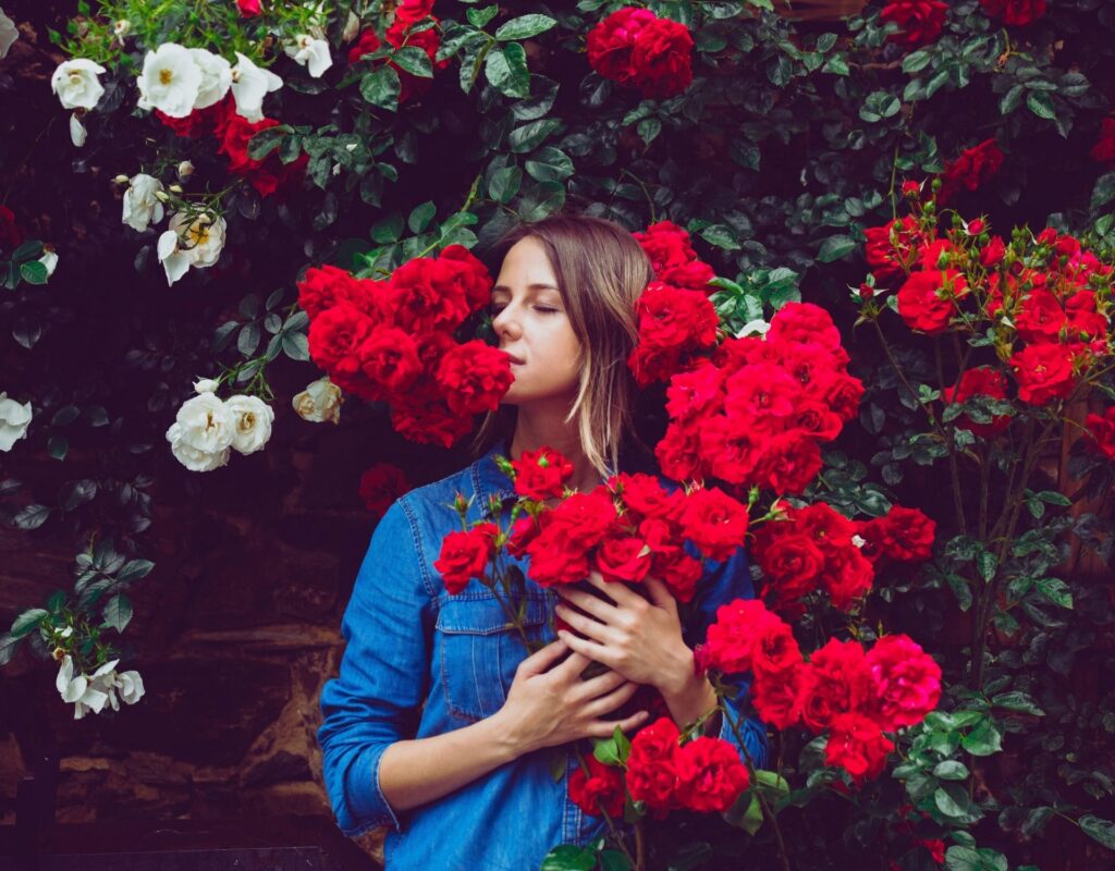 frau riecht an rose in einem rosengarten und trägt rosenparfum