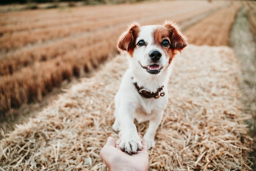 Hund mit Pfote