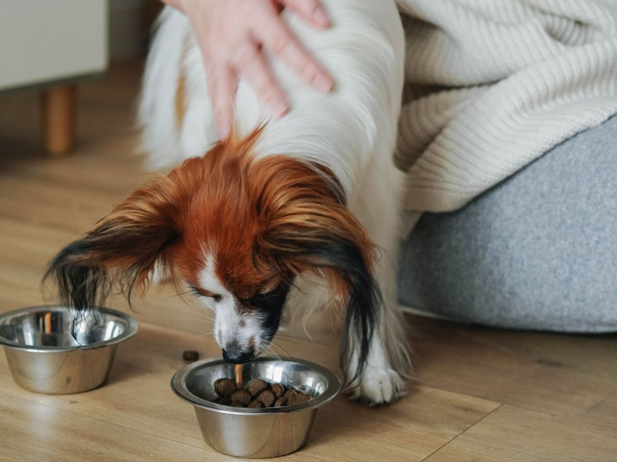 Hund: Dein Hund frisst nichts? Mit diesem Trick wird er alles essen