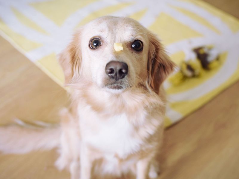 Hund mit Käse