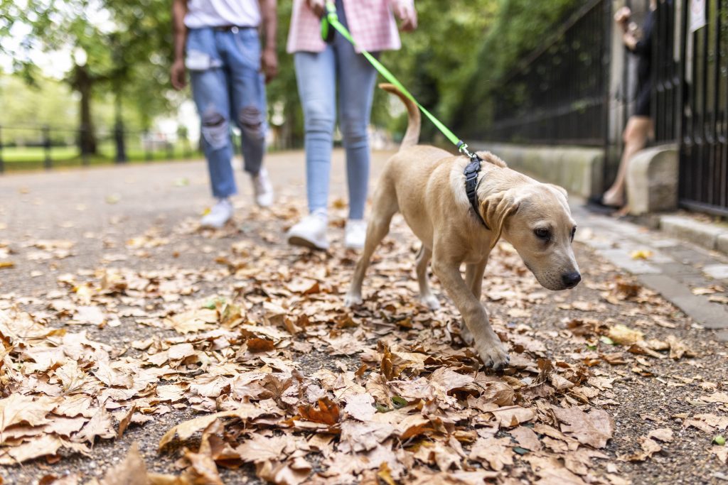 mein Hund fürs Leben Spaziergang Welpe