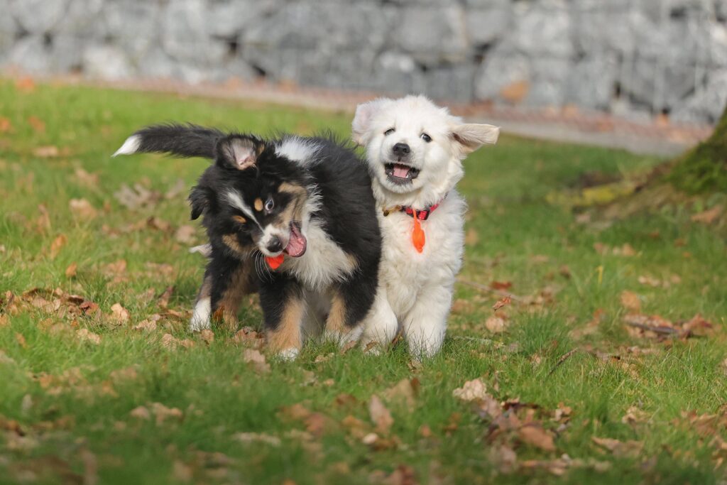 Golden Retriever und Australian Shepherd Joggen mit Hund