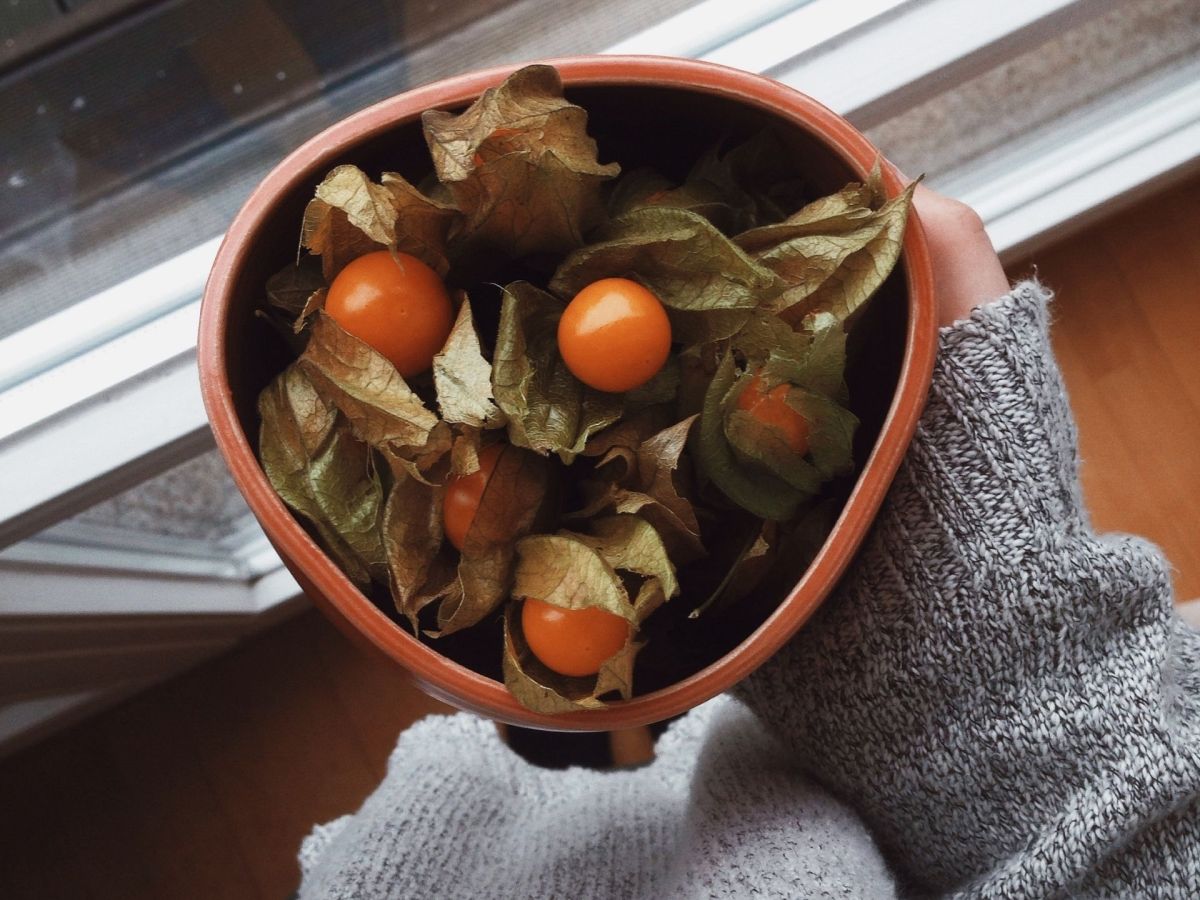 Physalis gesund