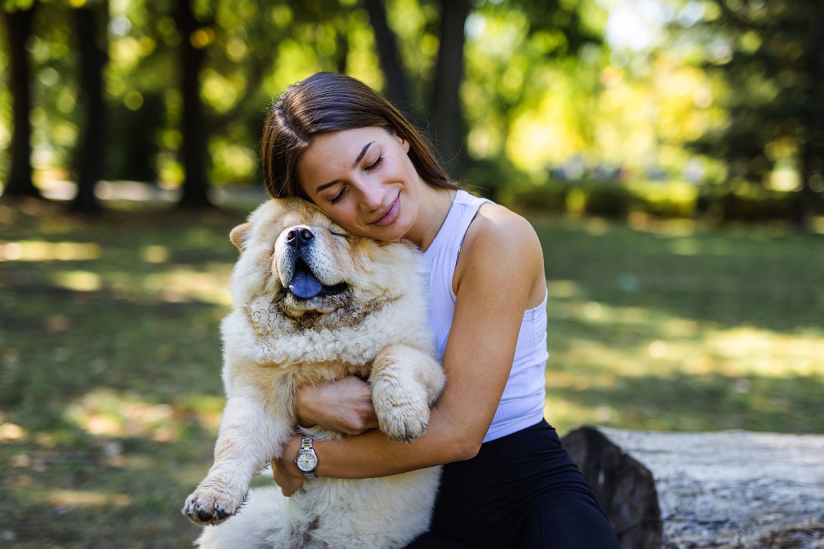 Chow chow mit Frau