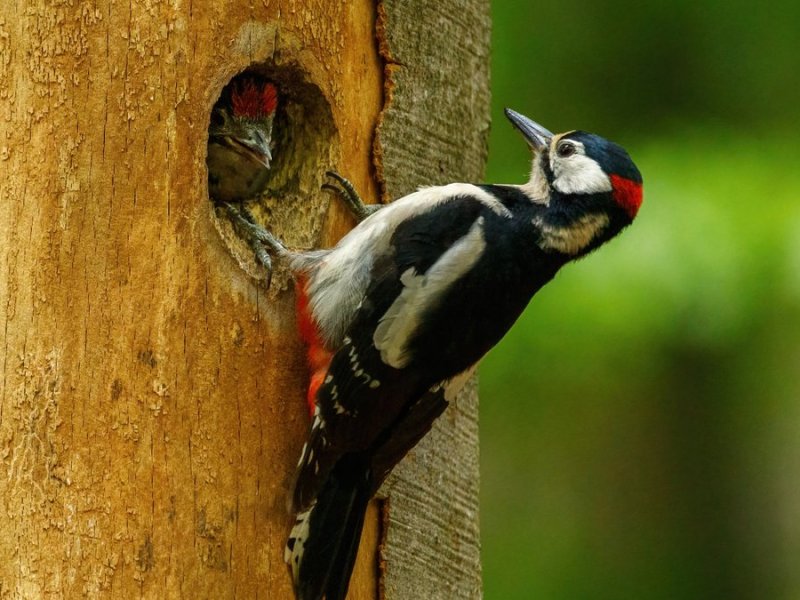 Auch Spechte sind in den heimischen Gärten und Wäldern anzutreffen.. © Vaclav Matous/Shutterstock.com