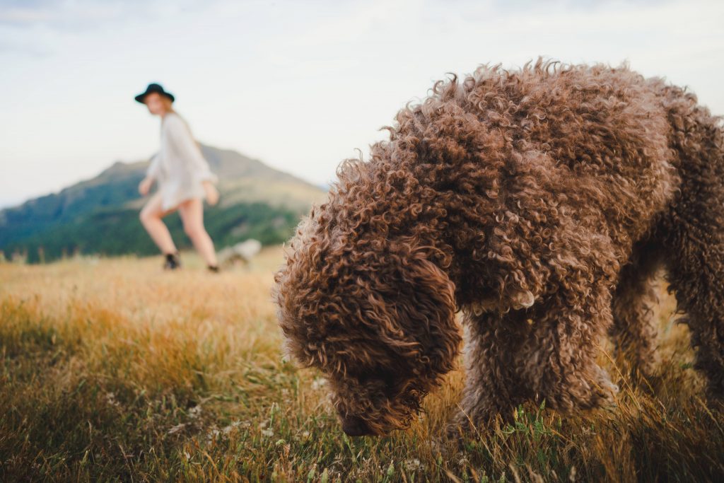 Hund frisst Gras