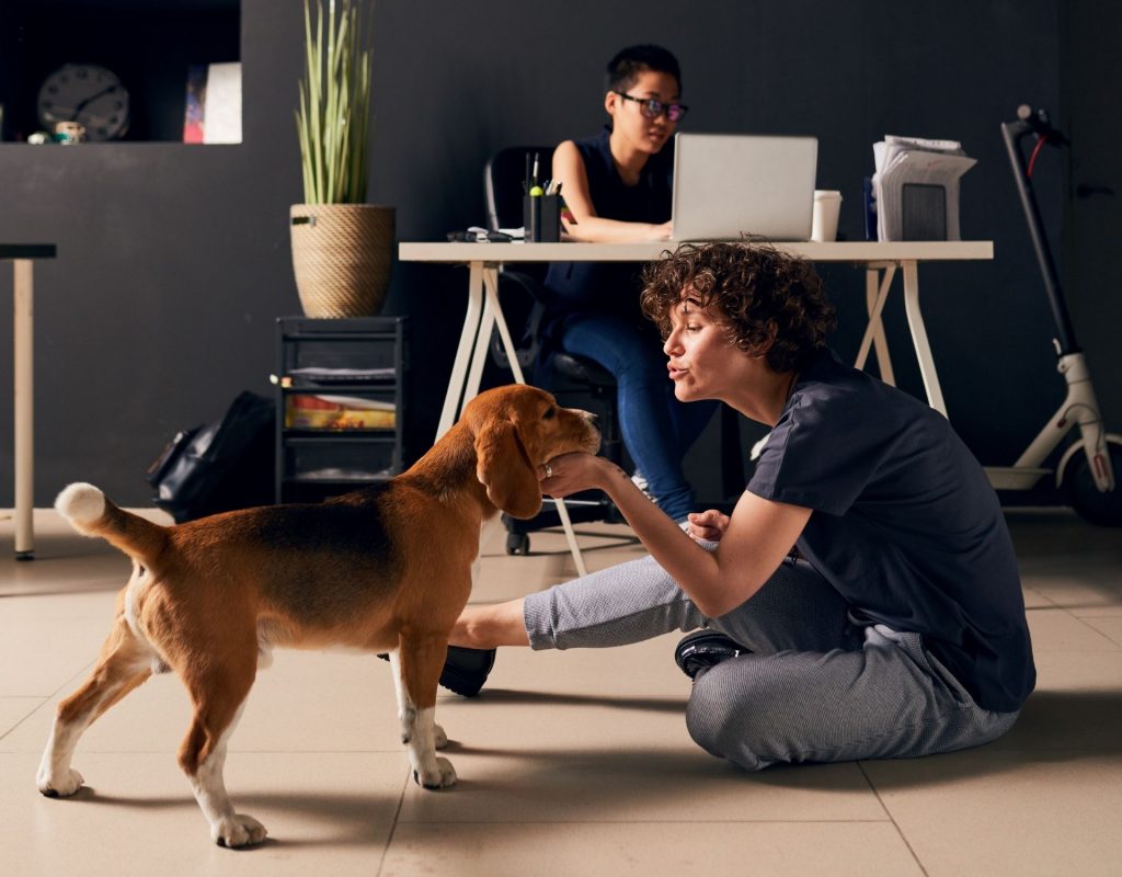 Hund im Büro