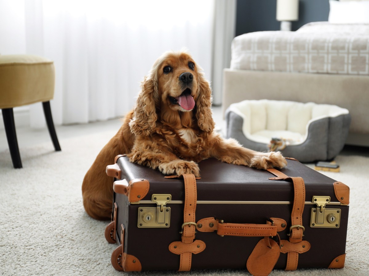 Hund: Hotels und tierfreundliche Städte für deinen Urlaub mit dem Vierbeiner