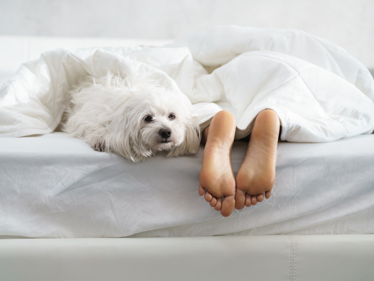 Hund schlÃ¤ft im Bett mit Besitzerin.