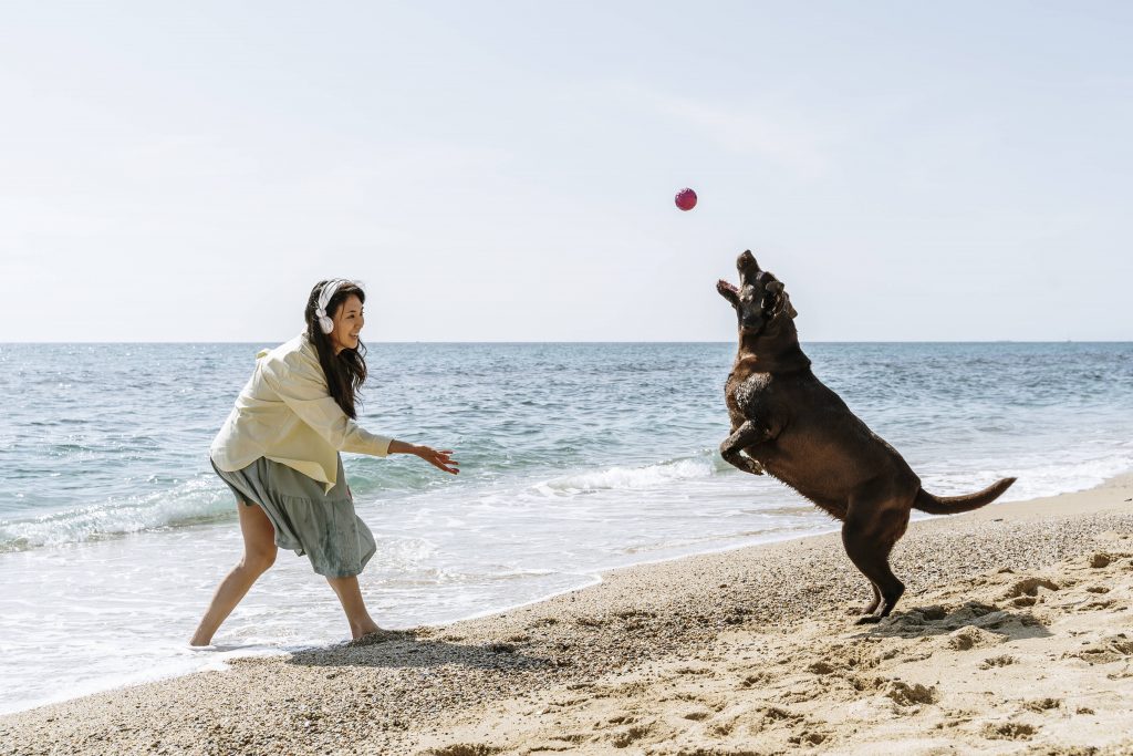 Hund spielt am Strand