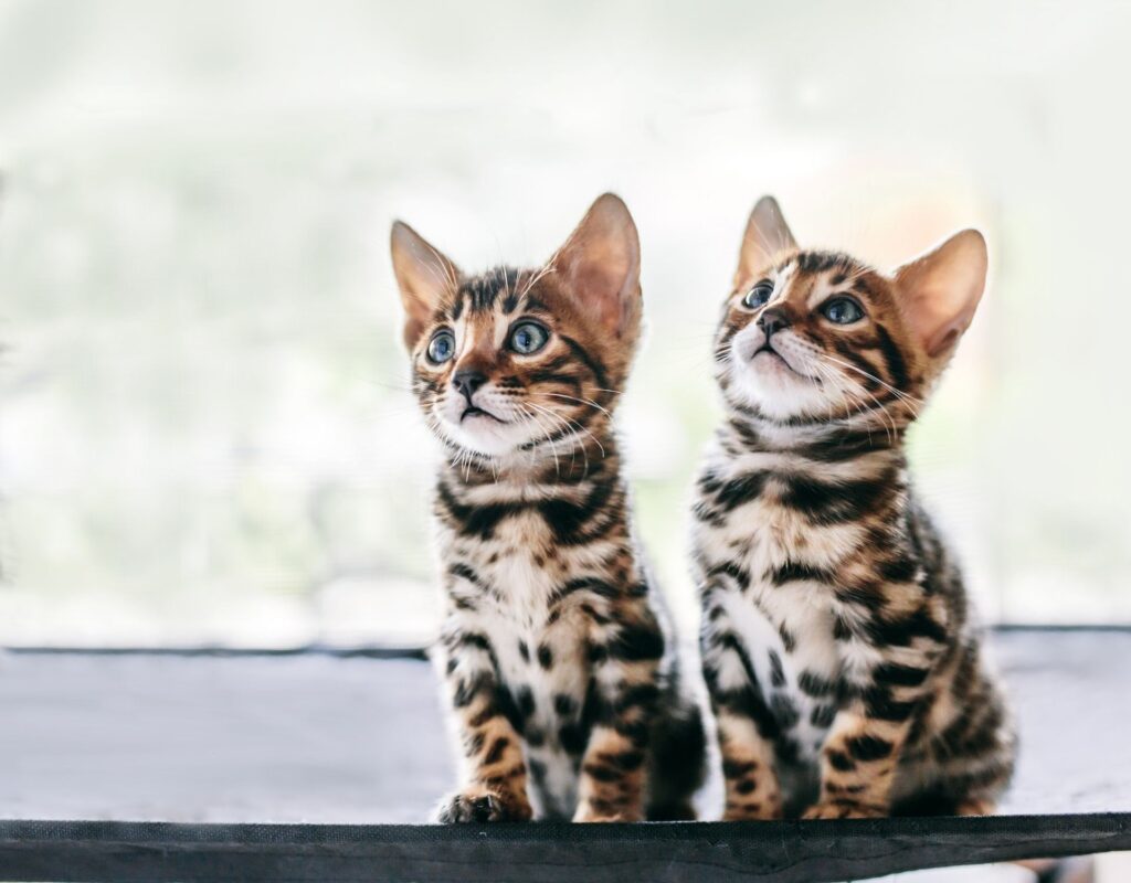 Bengalkatze