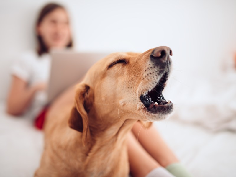 Hund bellt und Frau sitzt im Hintergrund.