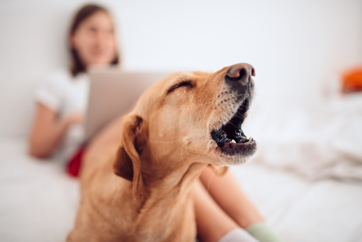 Hund bellt und Frau sitzt im Hintergrund.