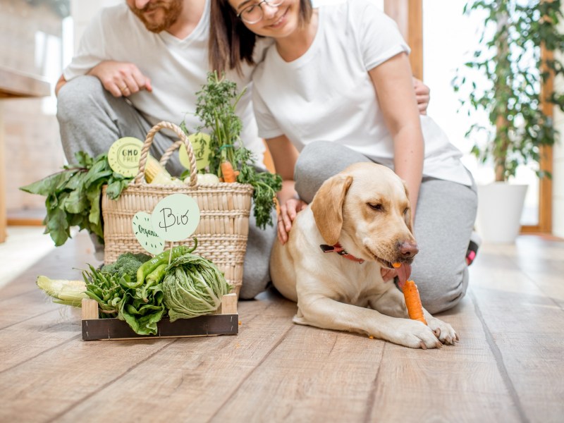 Hund ernährt sich vegan