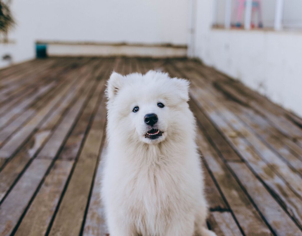 Samoyed