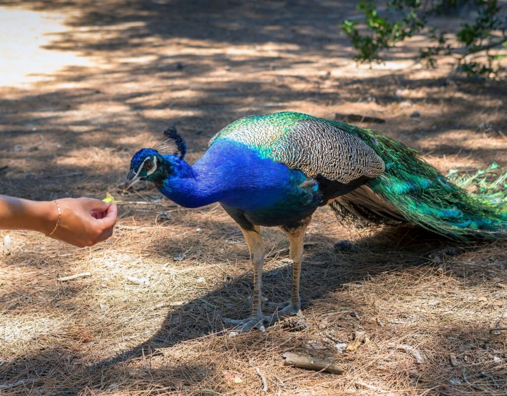 Pfau Plaka Kos