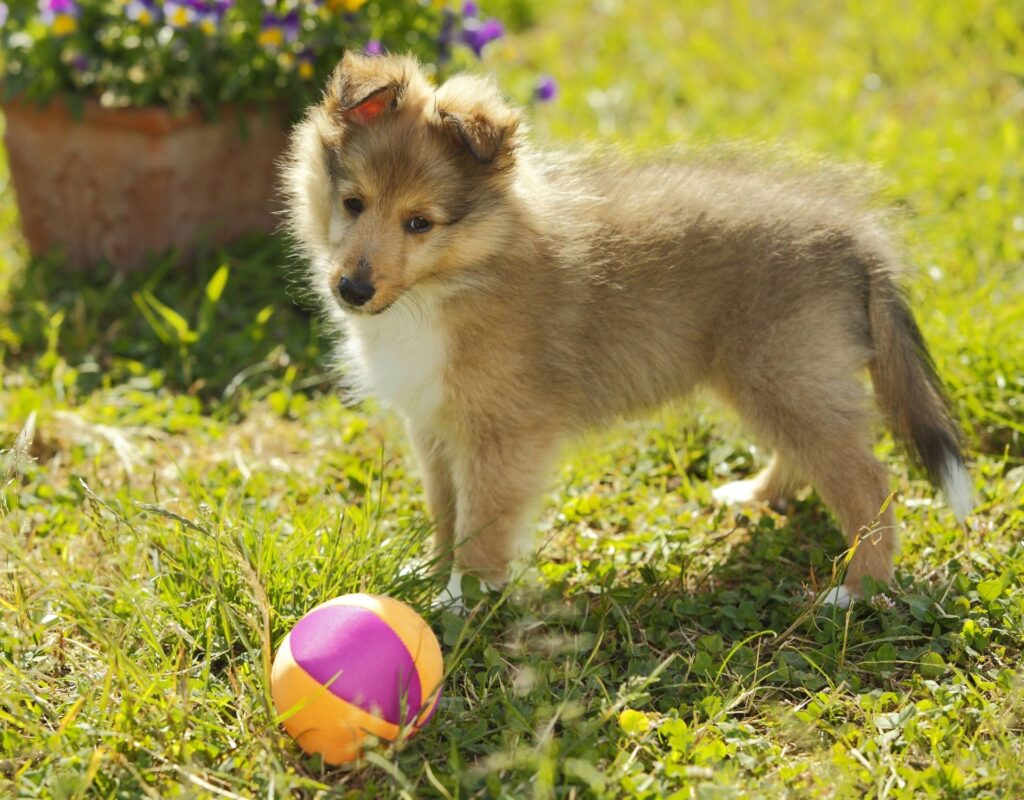 Welpe mit Spielzeug Ball