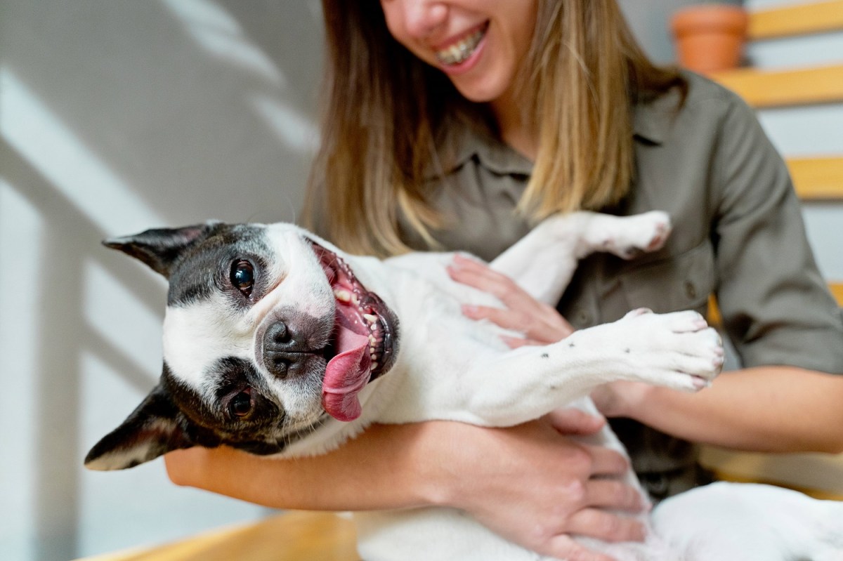 glücklicher Hund