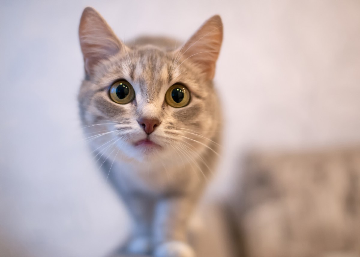 Katze mit großen Augen starrt in die Kamera.