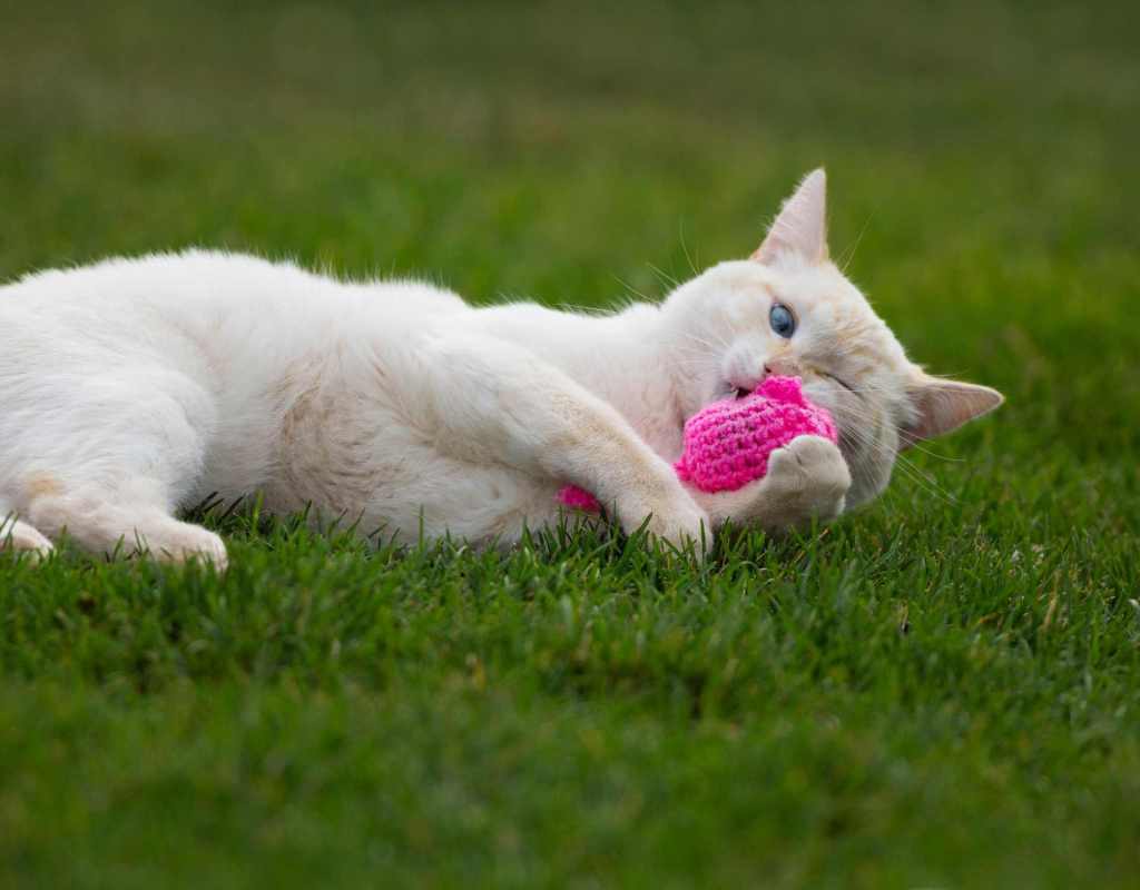 Katzenminze Spielzeug