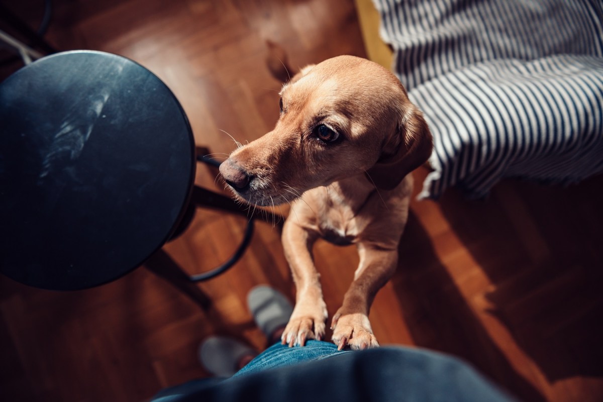 Hund auf Hinterbeinen