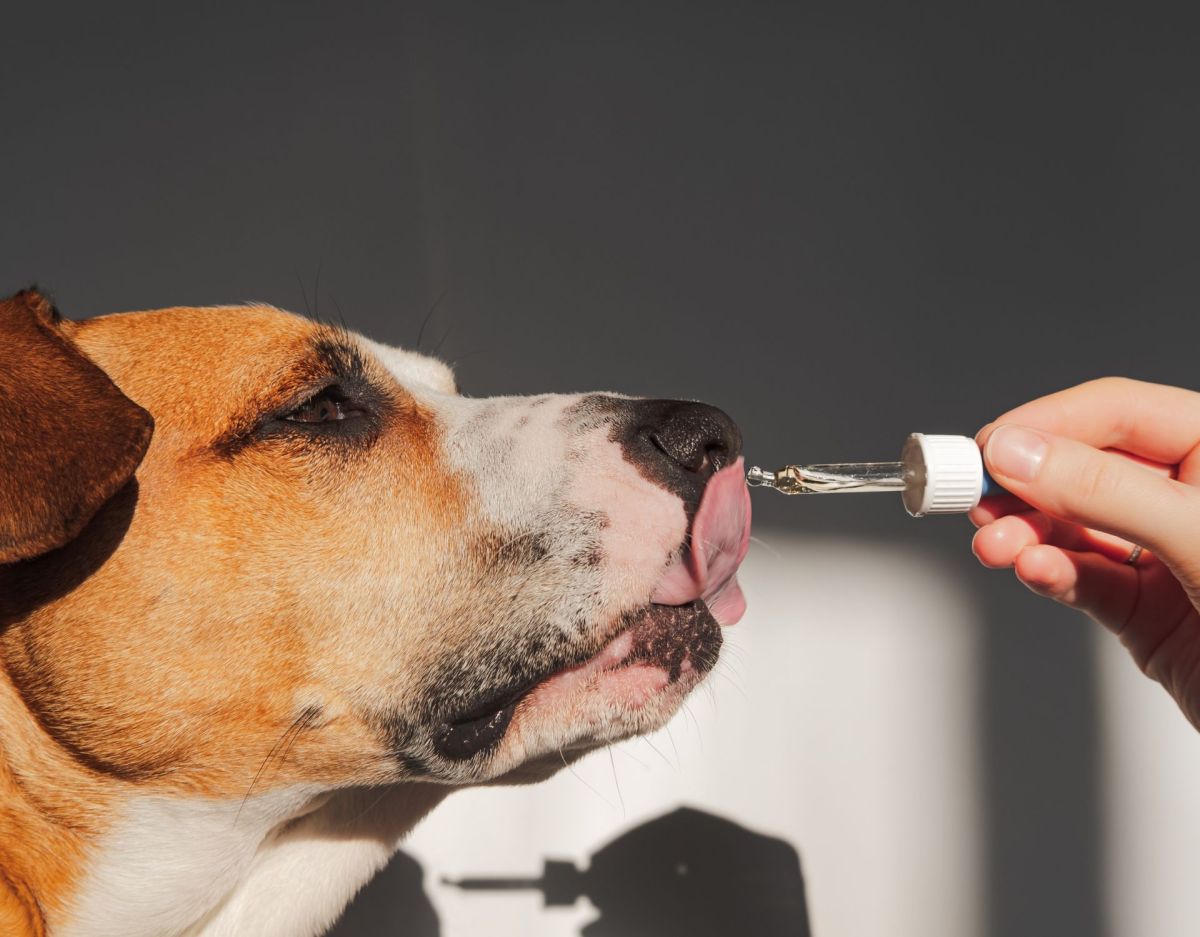 Hund bekommt Hanföl